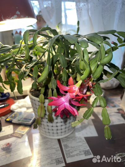 Цветок декабриста