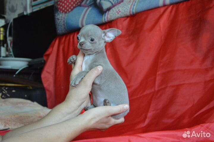 Светло лиловая красотка