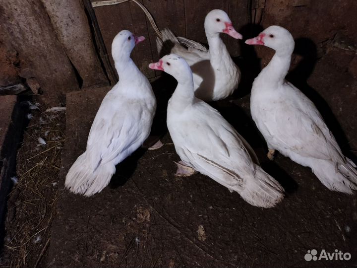 Утки, петух