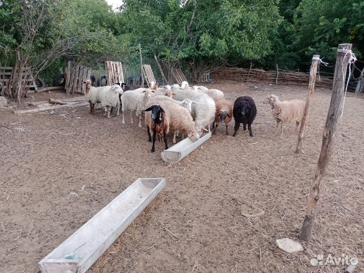 Овцы,бараны