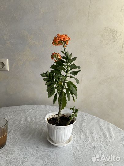 Каланхоэ цветущий