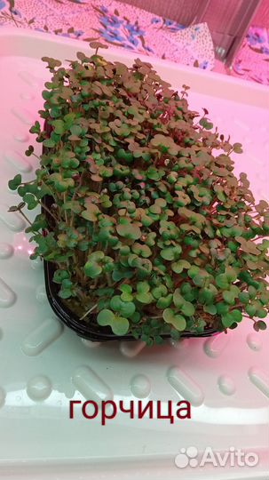 Микрозелень