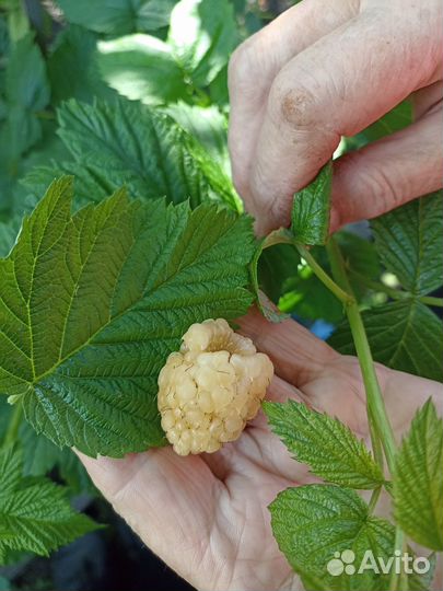 Саженцы малины сорта 