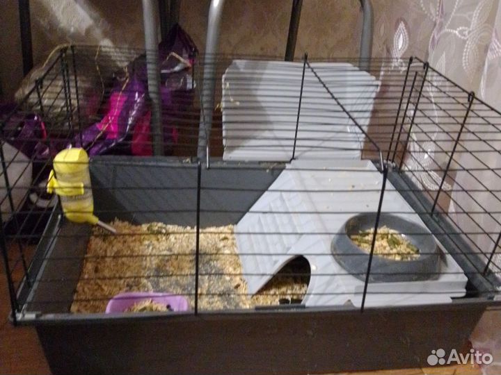 Морская свинка с клеткой