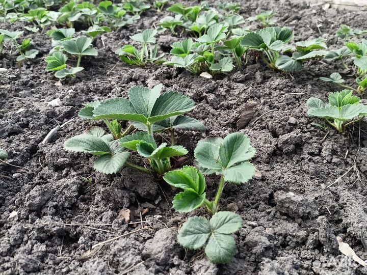 Саженцы земляники клубники