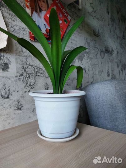 Комнатные цветы кливия