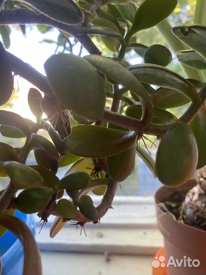 Толстянка/денежное дерево взрослое большое