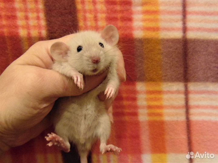 Классные крысята (крысы) дамбо от заводчика клетки