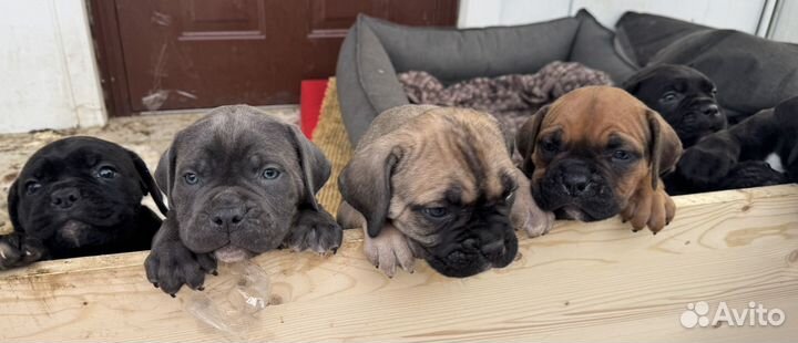 Щенки Кане Корсо