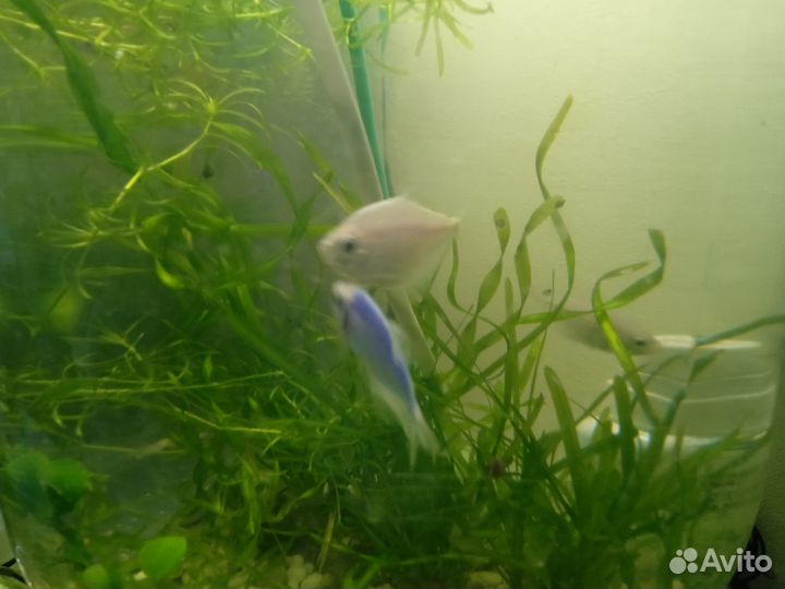 Рыбки тернеция