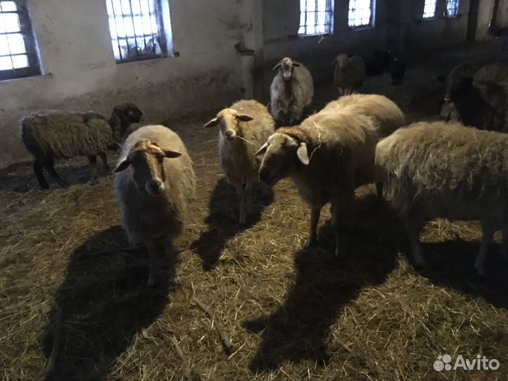 Гуси и овечки прямо с фермы