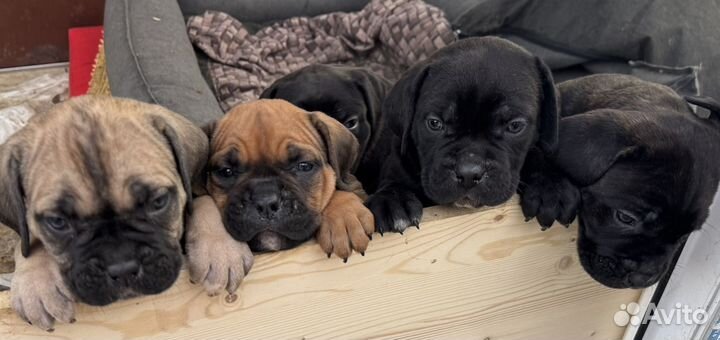 Щенки Кане Корсо