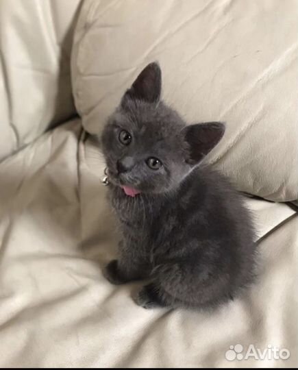 Шотландские прямоухие кот