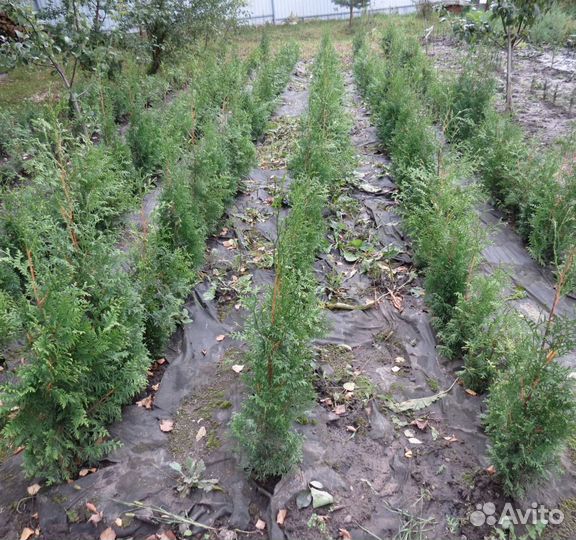 Саженцы хвойных деревьев
