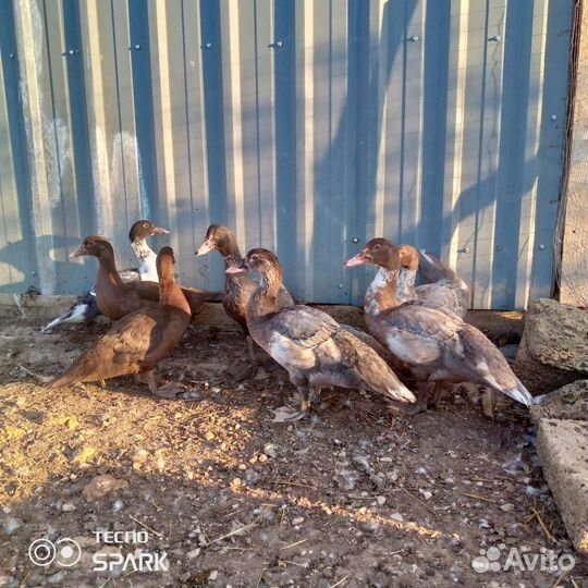 Мускусные утки тяжелые линии