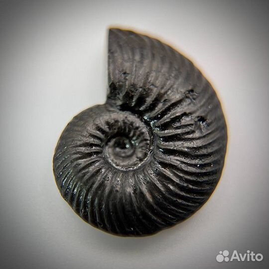 Набор Аммонитов пирит окаменелость ископаемое