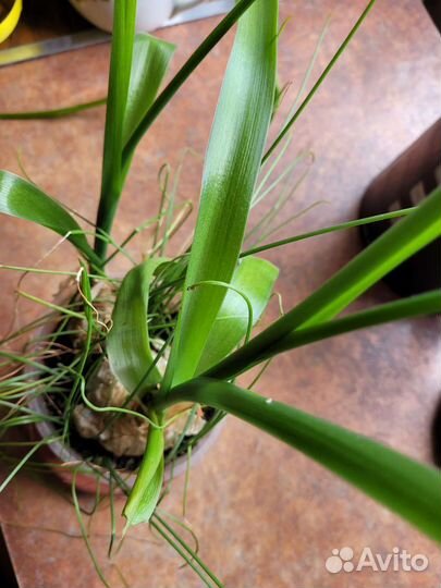 Цветок лечебный бесплатно