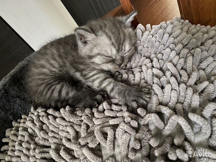 Британские котята