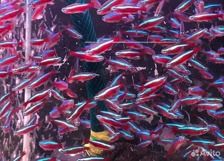 Аквариумные рыбки и растения