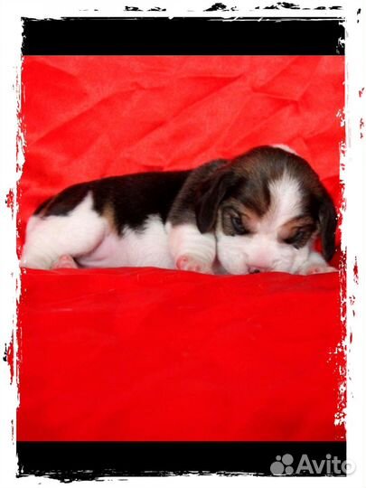 Щенки бигль