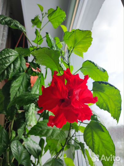 Гибискус китайская роза