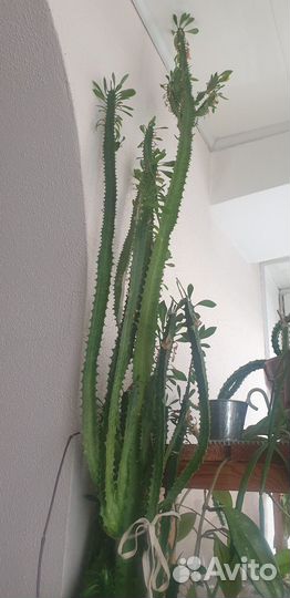 Молочай трехгранный, 2.5м рост