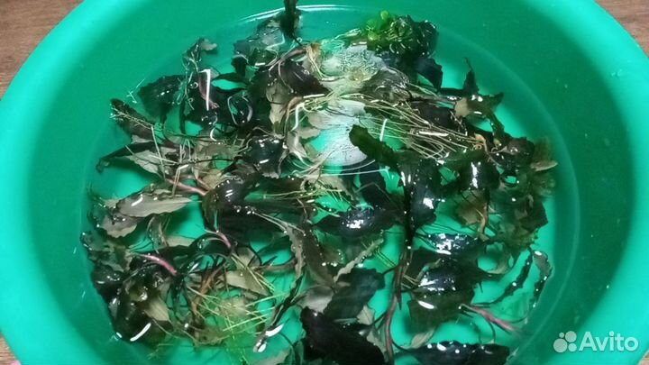 Растения для аквариума