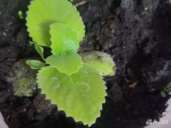 Цветок мята декоративная цветы комнатные