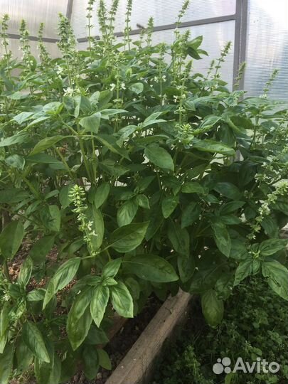 Базилик свежий