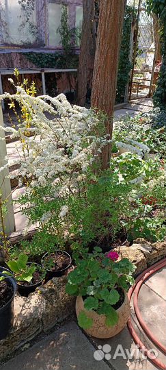 Спирея олеандр саженцы