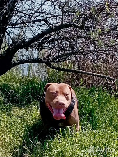 Американский питбультерьер рр вязка