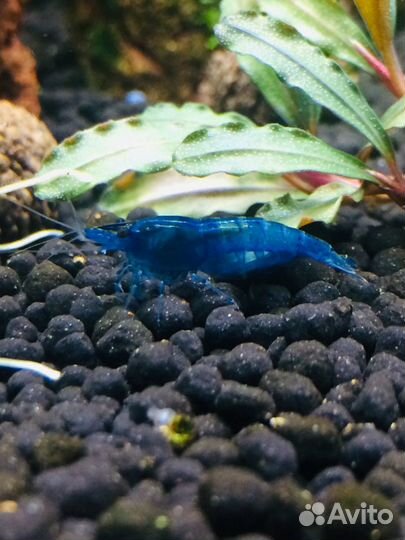 Аквариумные креветки.Гуппи(Чистые линии)