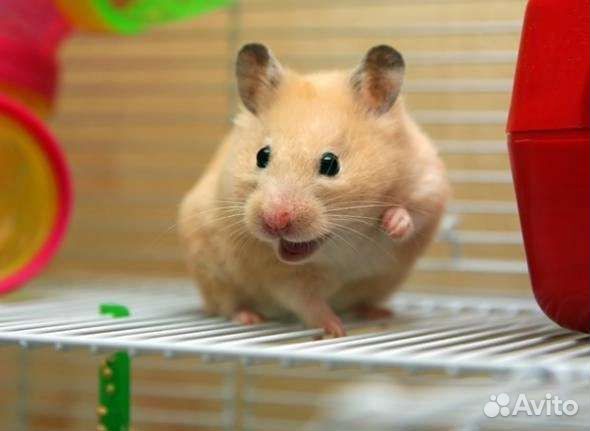Сирийский хомяк