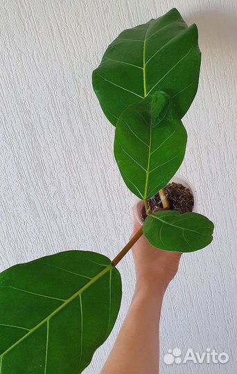 Фикус Лютеа