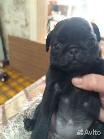 Щенки мопса