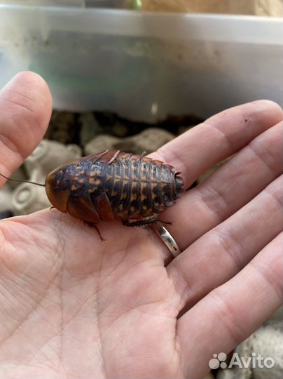 Кормовые тараканы