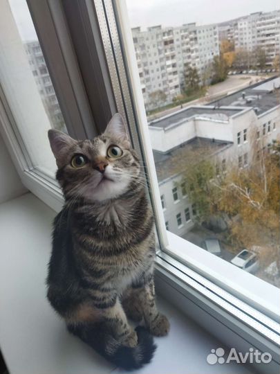 Молодая кошка в дар
