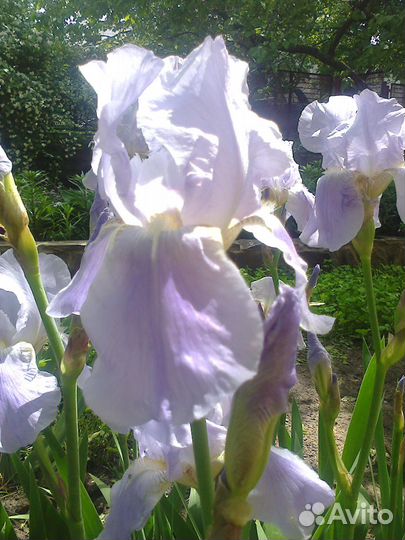Ирисы бородатые