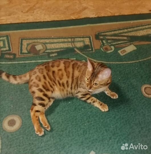 Продам бенгальских котят