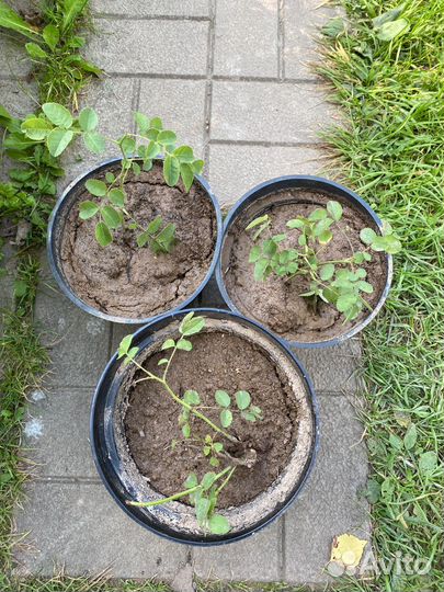 Луковицы черемши