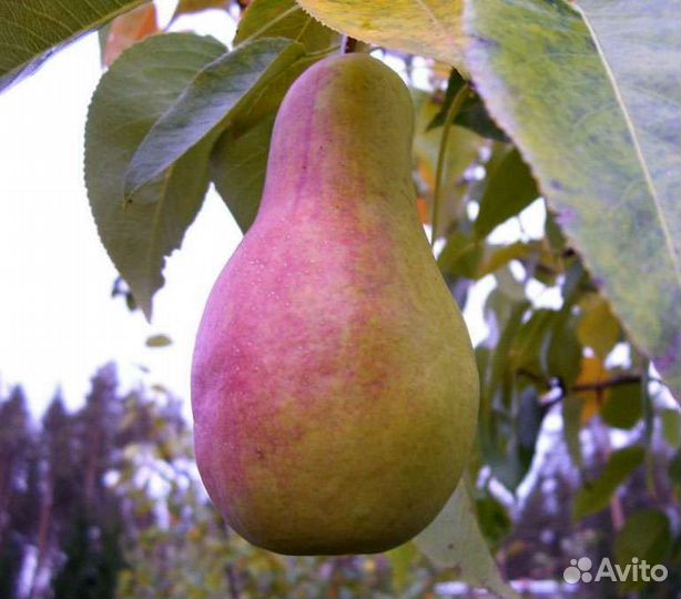 Саженцы груши и яблони