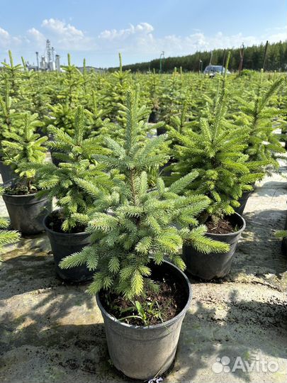 Ель голубая Глаука