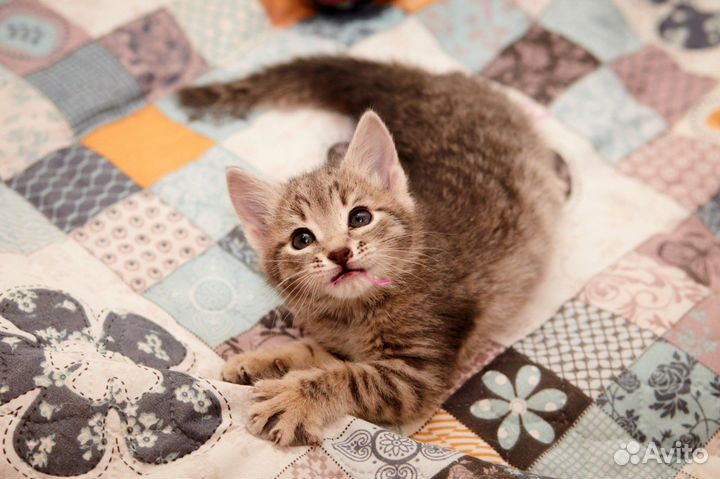 Котенок девочка в дар