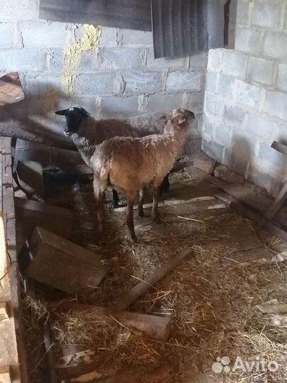Овцы бараны