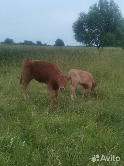 Коровы с телята