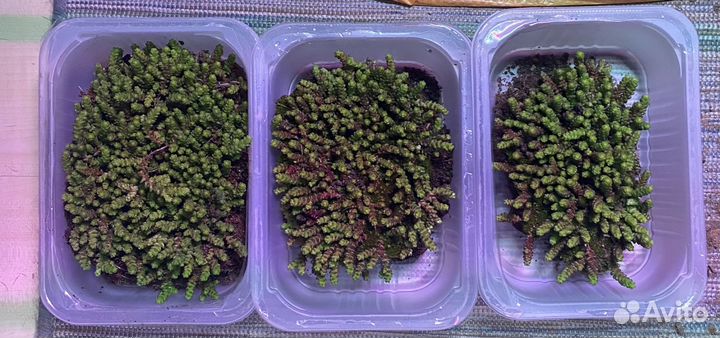 Очиток седум едкий