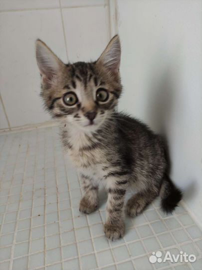 Малыш Гарик 2 месяца в дар