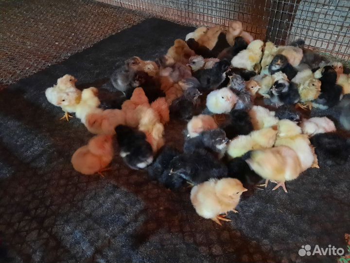 Цыплята суточные
