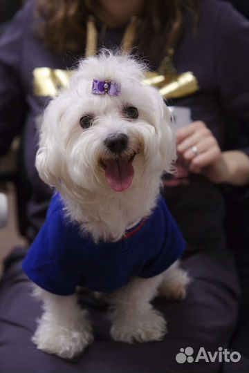 Предлагается для вязок кобель мальтийской болонки