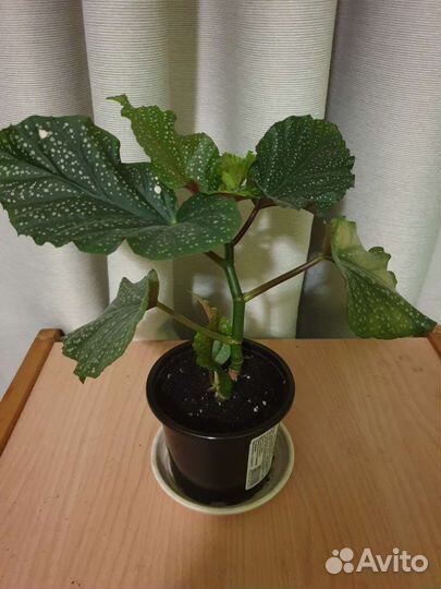 Бегония коралловая